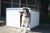 Thermo Renato dog house
