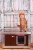 INFRA HEATED Thermo WOODY Cat house "CAT" with Window insize